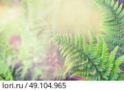 Green fern leaves on blurred nature background, toned. Стоковое фото, агентство Ingram Publishing / Фотобанк Лори