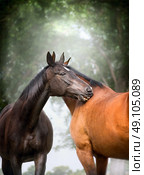 Two  beautiful warm-blood dressage horses scratching each over big tree nature background. Стоковое фото, агентство Ingram Publishing / Фотобанк Лори