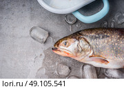 Raw whole trout  head with ice cubes  on concrete stone background, top view, place for text. Seafood concept. Стоковое фото, агентство Ingram Publishing / Фотобанк Лори