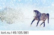 Gray horse with winter fur running trot on snow nature background. Banner for website. Стоковое фото, агентство Ingram Publishing / Фотобанк Лори