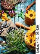 Harvest of medicinal plants. Harvested autumn set of medicinal herbs and flowers. Стоковое фото, агентство Ingram Publishing / Фотобанк Лори