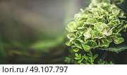 Green hydrangea blooming, floral nature background, outdoor, banner. Стоковое фото, агентство Ingram Publishing / Фотобанк Лори