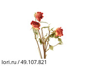 Withered red roses on stems on white background. Стоковое фото, фотограф Сергей Долгов / Фотобанк Лори