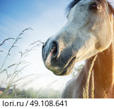 Close up of gray horse nose over dawn nature background. Стоковое фото, агентство Ingram Publishing / Фотобанк Лори