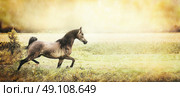 strong healthy young horse runs trot on the field, retro toned, banner. Стоковое фото, агентство Ingram Publishing / Фотобанк Лори
