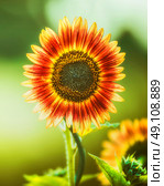 Red Sunflower  on green nature, close up, outdoor. Стоковое фото, агентство Ingram Publishing / Фотобанк Лори