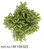 top view of common beech tree isolated on white background. 3d illustration. Стоковое фото, агентство Ingram Publishing / Фотобанк Лори
