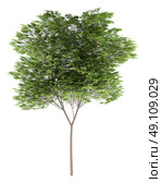 common beech tree isolated on white background. 3d illustration. Стоковое фото, агентство Ingram Publishing / Фотобанк Лори