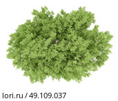 top view of common beech tree isolated on white background. 3d illustration. Стоковое фото, агентство Ingram Publishing / Фотобанк Лори