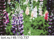 Purple And Pink Snapdragon Flowers In Spring. Стоковое фото, агентство Ingram Publishing / Фотобанк Лори