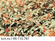 Firebush Or Hummingbird Bush (Hamelia Patens) Flower. Стоковое фото, агентство Ingram Publishing / Фотобанк Лори