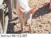 Cute pink pig in a barnyard in the sunshine. Стоковое фото, агентство Ingram Publishing / Фотобанк Лори