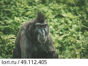 Macaca Nigra monkey sitting in green plants in nature. Стоковое фото, агентство Ingram Publishing / Фотобанк Лори