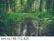 Forest puddle with water reflection in the woods. Стоковое фото, агентство Ingram Publishing / Фотобанк Лори