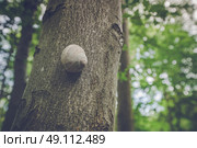 Escargot snail on a tree in a green forest. Стоковое фото, агентство Ingram Publishing / Фотобанк Лори