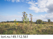 Yellow wildflowers on a prairie in the summer. Стоковое фото, агентство Ingram Publishing / Фотобанк Лори