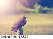 Eagle on a meadow in the morning sunrise. Стоковое фото, агентство Ingram Publishing / Фотобанк Лори