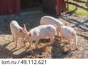 Cute pink piglets in a pigsty at a farm. Стоковое фото, агентство Ingram Publishing / Фотобанк Лори