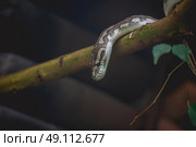 Snake looking down from a tree in a dark forest. Стоковое фото, агентство Ingram Publishing / Фотобанк Лори
