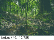 Puddle in a forest with green trees and branches. Стоковое фото, агентство Ingram Publishing / Фотобанк Лори