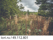 Withered wildflowers in a forest in the fall. Стоковое фото, агентство Ingram Publishing / Фотобанк Лори