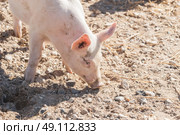 Pink pig looking for food in a farmyard in the summer. Стоковое фото, агентство Ingram Publishing / Фотобанк Лори