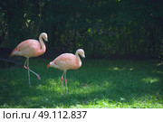 Flamingos walking on green grass in a forest. Стоковое фото, агентство Ingram Publishing / Фотобанк Лори