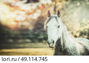 Gray horse looking at camera on autumn nature background with sunlight and fall foliage. Стоковое фото, агентство Ingram Publishing / Фотобанк Лори