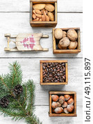Wild nuts for Christmas. Christmas card with assortments of nuts and decorative sled. Стоковое фото, агентство Ingram Publishing / Фотобанк Лори