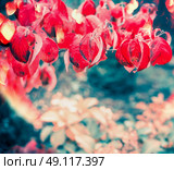 Autumn nature background with flamy red tree leaves, sunlight and bokeh. Стоковое фото, агентство Ingram Publishing / Фотобанк Лори
