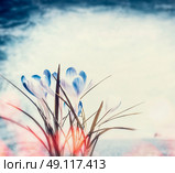 Blue crocuses spring flowers on sky background and bokeh lighting. Стоковое фото, агентство Ingram Publishing / Фотобанк Лори