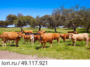 Cows grazing in Extremadura Dehesa grasslands of Spain by via de la Plata. Стоковое фото, агентство Ingram Publishing / Фотобанк Лори