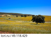 Dehesa grassland by via de la Plata way of Spain in Andalusia. Стоковое фото, агентство Ingram Publishing / Фотобанк Лори