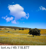 Dehesa grassland by via de la Plata way of Spain in Andalusia. Стоковое фото, агентство Ingram Publishing / Фотобанк Лори