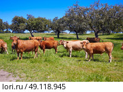 Cows grazing in Extremadura Dehesa grasslands of Spain by via de la Plata. Стоковое фото, агентство Ingram Publishing / Фотобанк Лори