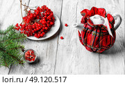 tea with cranberry. Kettle in stylish tea warmer Christmas background. Стоковое фото, агентство Ingram Publishing / Фотобанк Лори