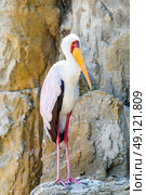 African Yellow Billed Stork Bird. Стоковое фото, агентство Ingram Publishing / Фотобанк Лори