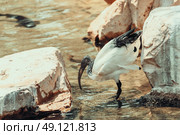 Wild African Sacred Ibis Bird. Стоковое фото, агентство Ingram Publishing / Фотобанк Лори