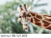 Northern Giraffe (Giraffa Camelopardalis) Portrait. Стоковое фото, агентство Ingram Publishing / Фотобанк Лори