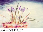 Spring nature background with crocuses flowers and bokeh. Стоковое фото, агентство Ingram Publishing / Фотобанк Лори