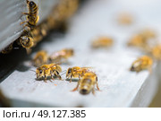 bees and beehive. Стоковое фото, агентство Ingram Publishing / Фотобанк Лори