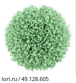 top view of round boxwood plant isolated on white background. 3d illustration. Стоковое фото, агентство Ingram Publishing / Фотобанк Лори