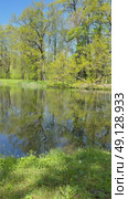 Vertical video of a spring forest park. Overgrown pond with wild flowers and lawns along the banks, fresh young foliage on the trees in a country park. Natural background. Стоковое видео, видеограф Виктория Катьянова / Фотобанк Лори