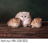 Папа кот со своими котятами. Стоковое фото, фотограф Алена Попова / Фотобанк Лори