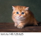 Британский длинношерстный котенок сидит на деревянной поверхности. Стоковое фото, фотограф Алена Попова / Фотобанк Лори