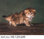 Британский длинношерстный котенок сидит на деревянной поверхности. Стоковое фото, фотограф Алена Попова / Фотобанк Лори