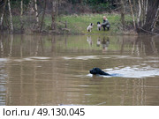 Labrador retrieving on a shoot over water while the owner looks on, across the pond, with two spaniels. Стоковое фото, агентство Ingram Publishing / Фотобанк Лори