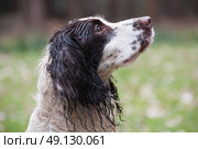 Springer Spaniel. Стоковое фото, агентство Ingram Publishing / Фотобанк Лори