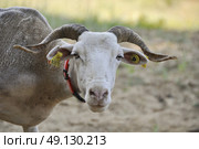 Portrait of a Tarasconnais sheep. Стоковое фото, агентство Ingram Publishing / Фотобанк Лори