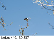White Stork Perching On A Tree. Стоковое фото, агентство Ingram Publishing / Фотобанк Лори
